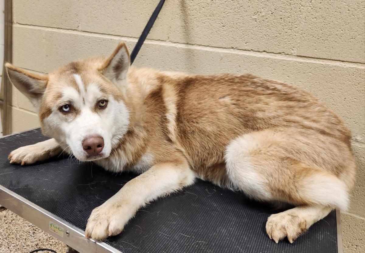 Chevy #25362-D: Male Dog