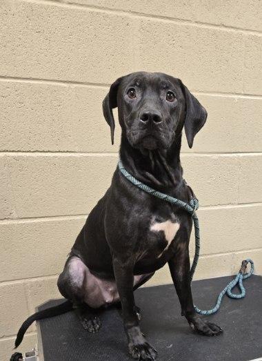 Sweet Pea #25371-D: Female Dog