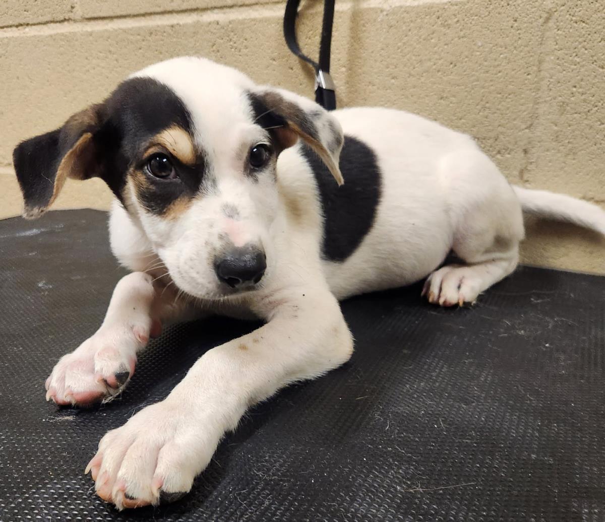 Will #25252-D: Male Dog