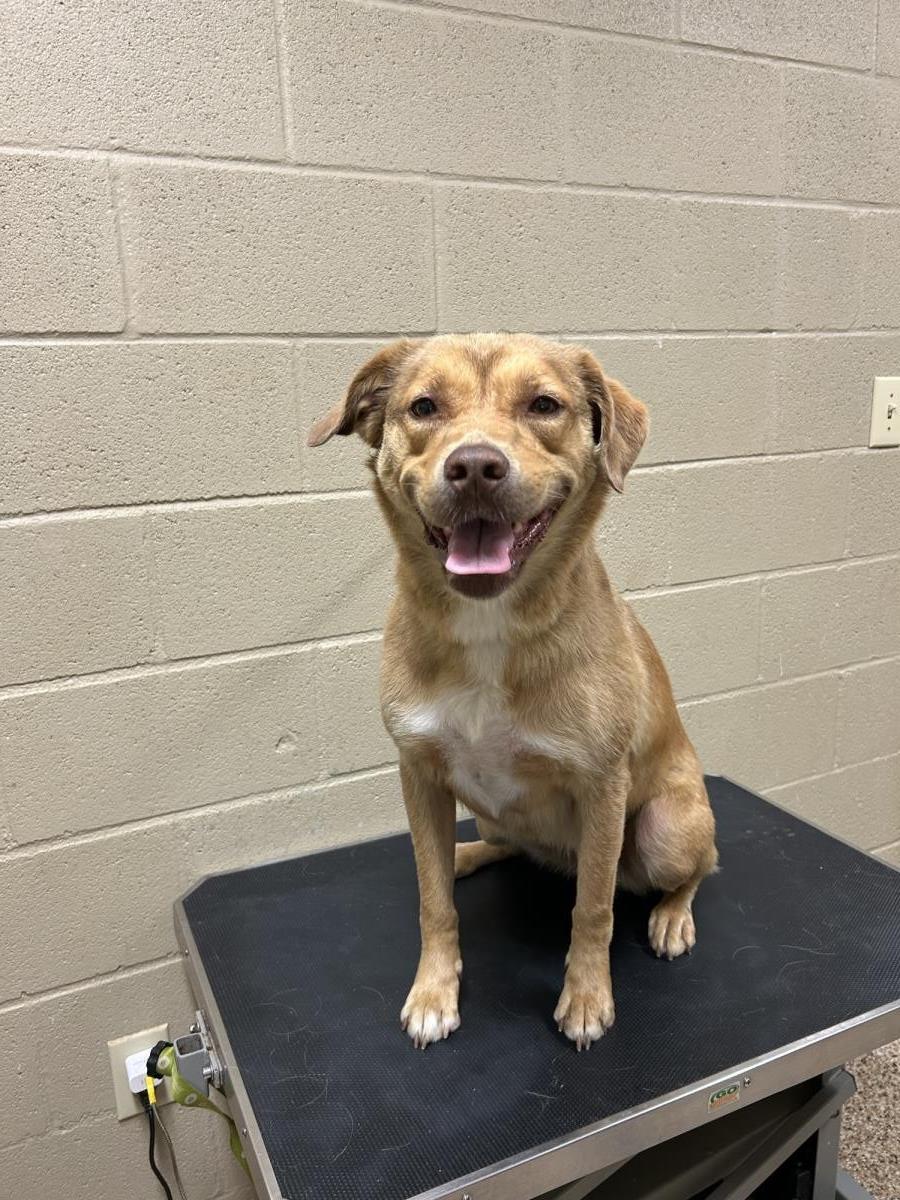 Nala #25183-D: Female Dog