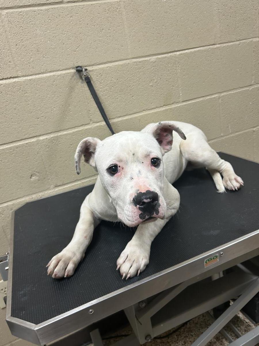 Ozzy #25163-D: Male Dog