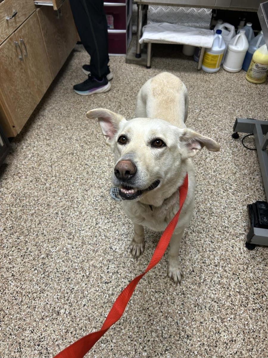 Lacy #25359-D: Female Dog