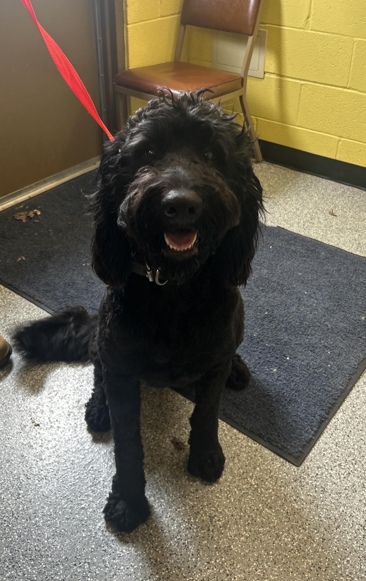 Asher #25091-D: Male Dog