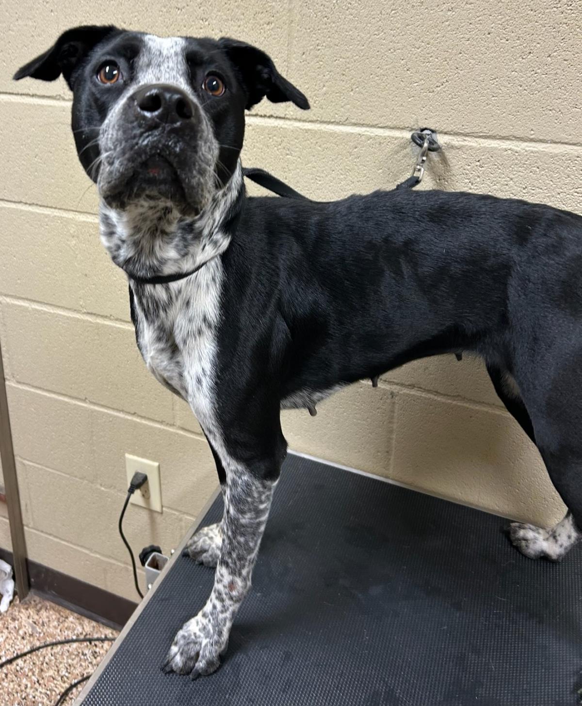 Dottie #0000000194-D: Female Dog