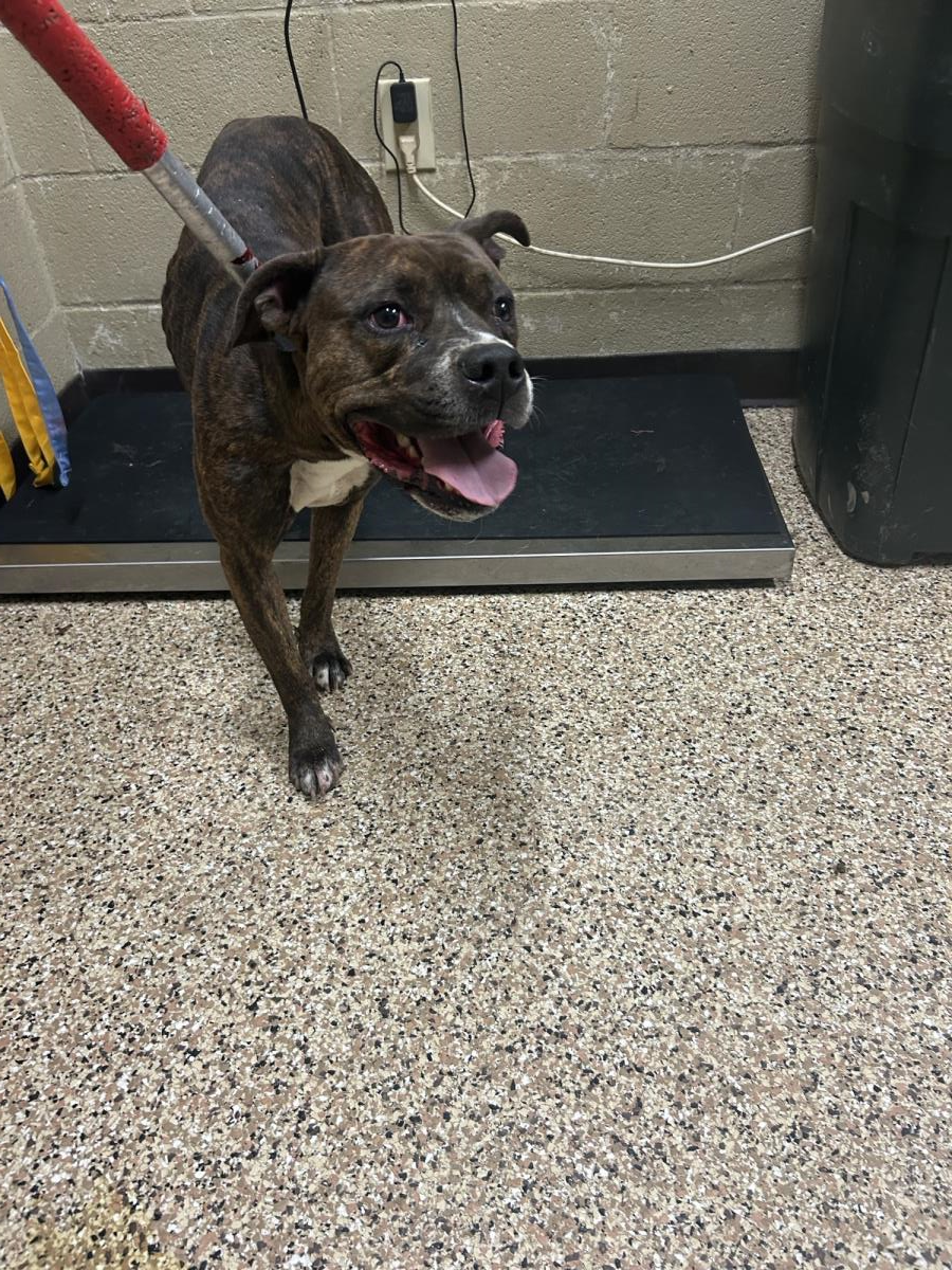 Carver #25278-D: Dog