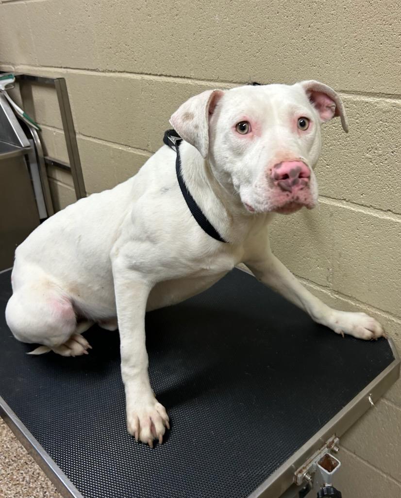 Flurry #25076-D: Male Dog