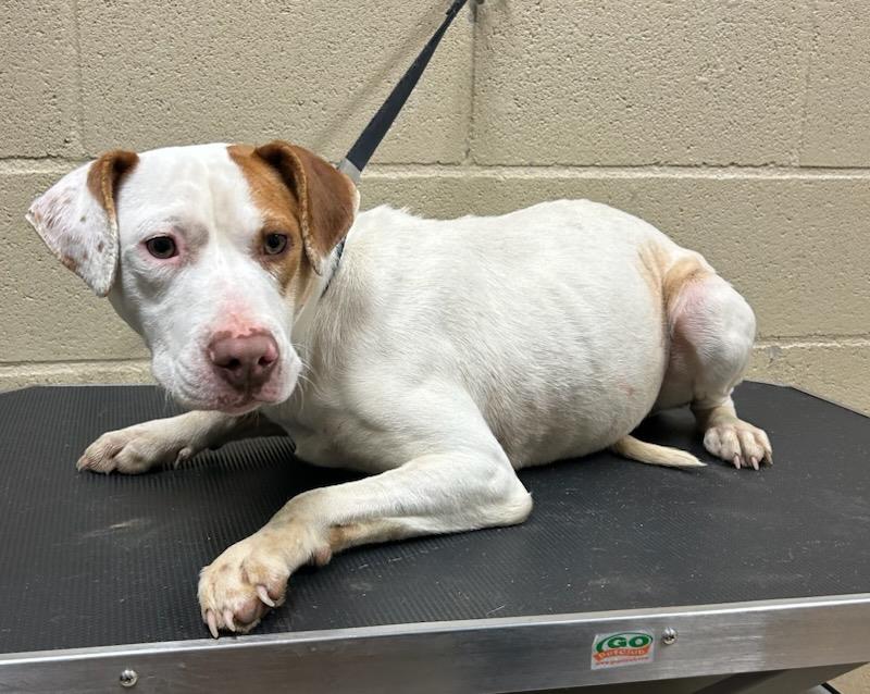 Glimmer #25075-D: Female Dog