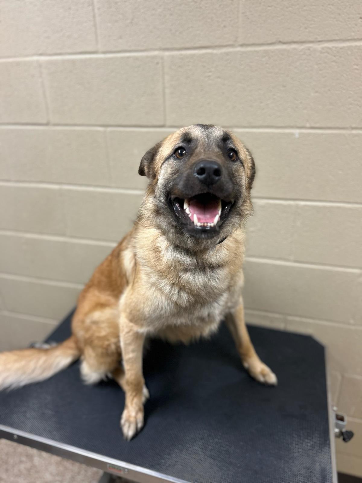 Buffy #25087-D: Female Dog