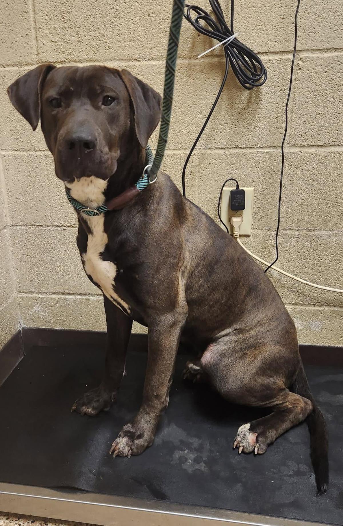 Ryder #25356-D: Male Dog