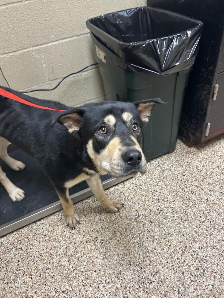 Waylon #25360-D: Male Dog