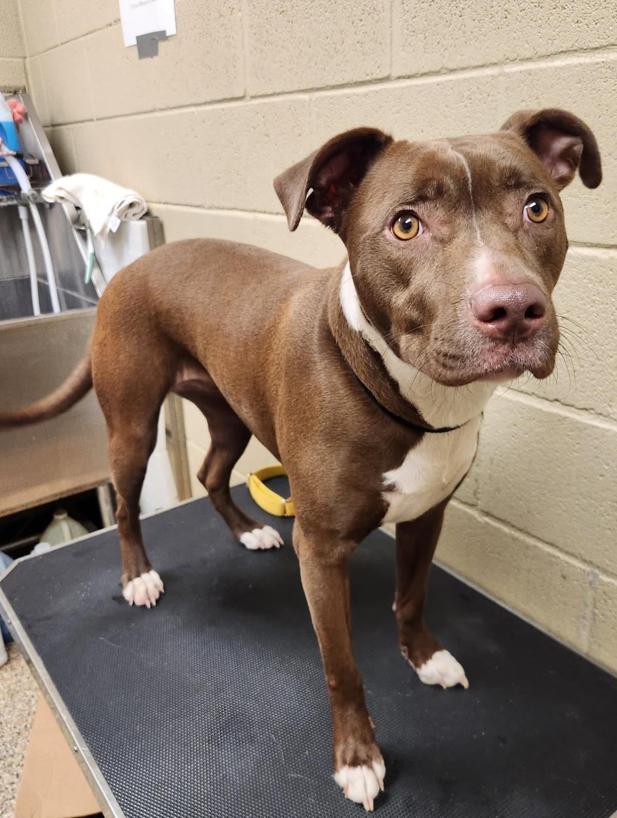 Tippy #25351-D: Female Dog