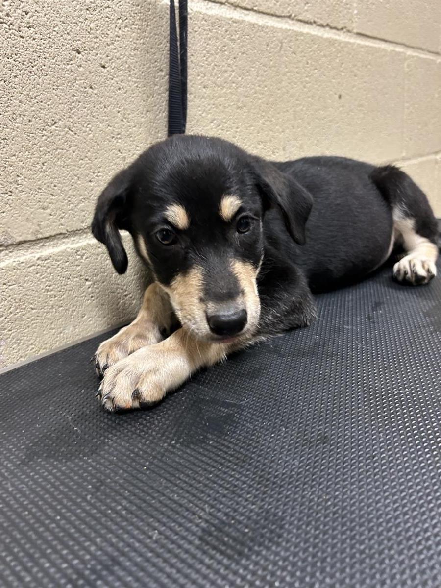 Tesla #25194-D: Female Dog