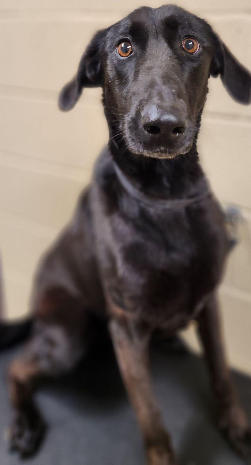Raven #109-D: Female Dog