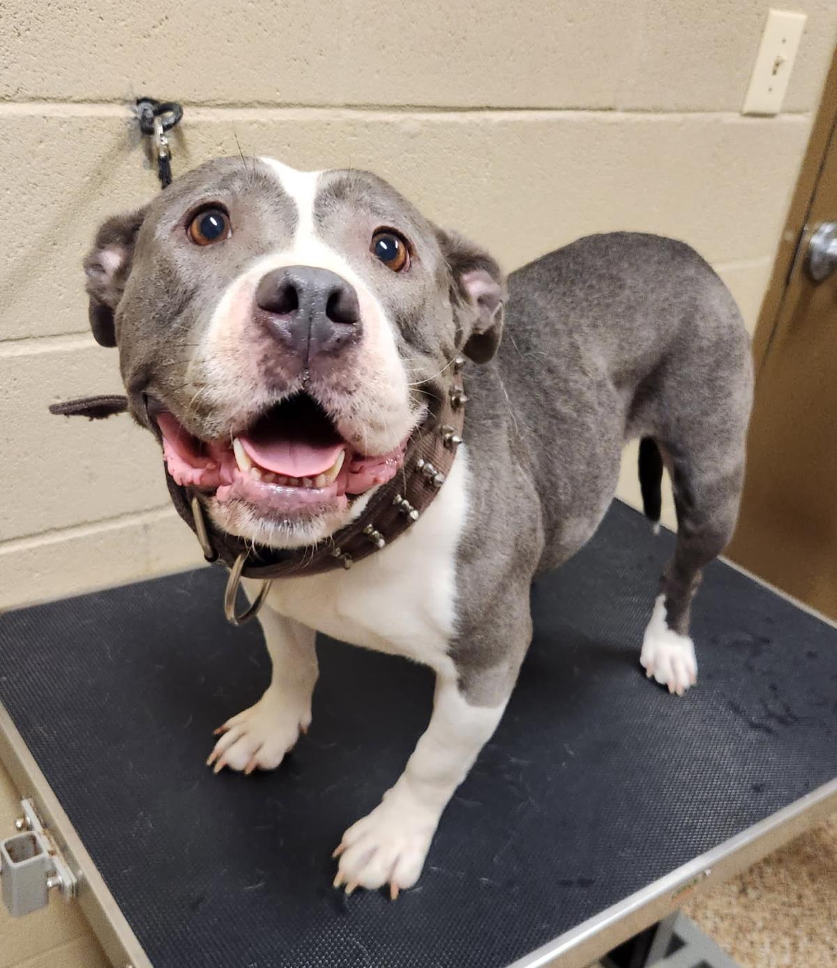 Honey #25132-D: Female Dog