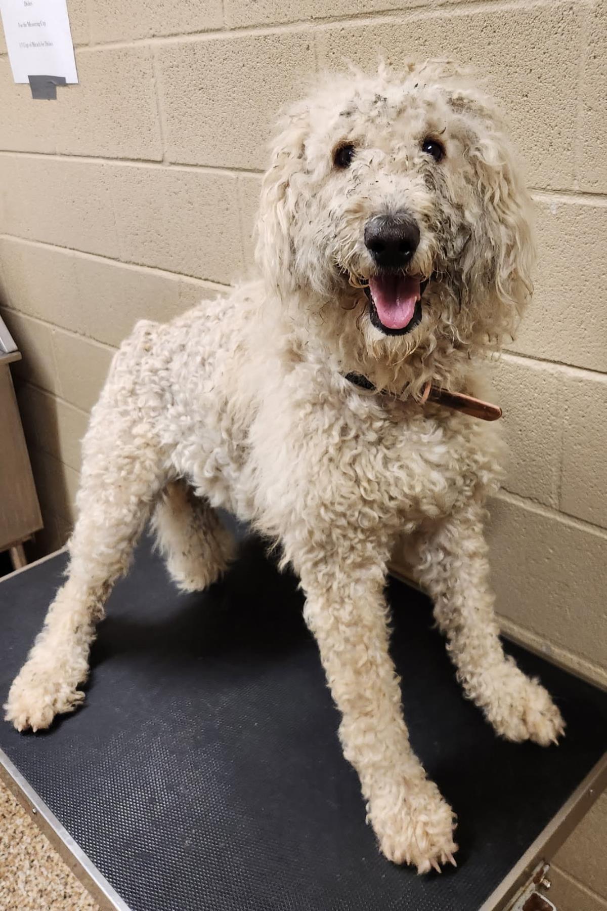 Bianca #25122-D: Female Dog