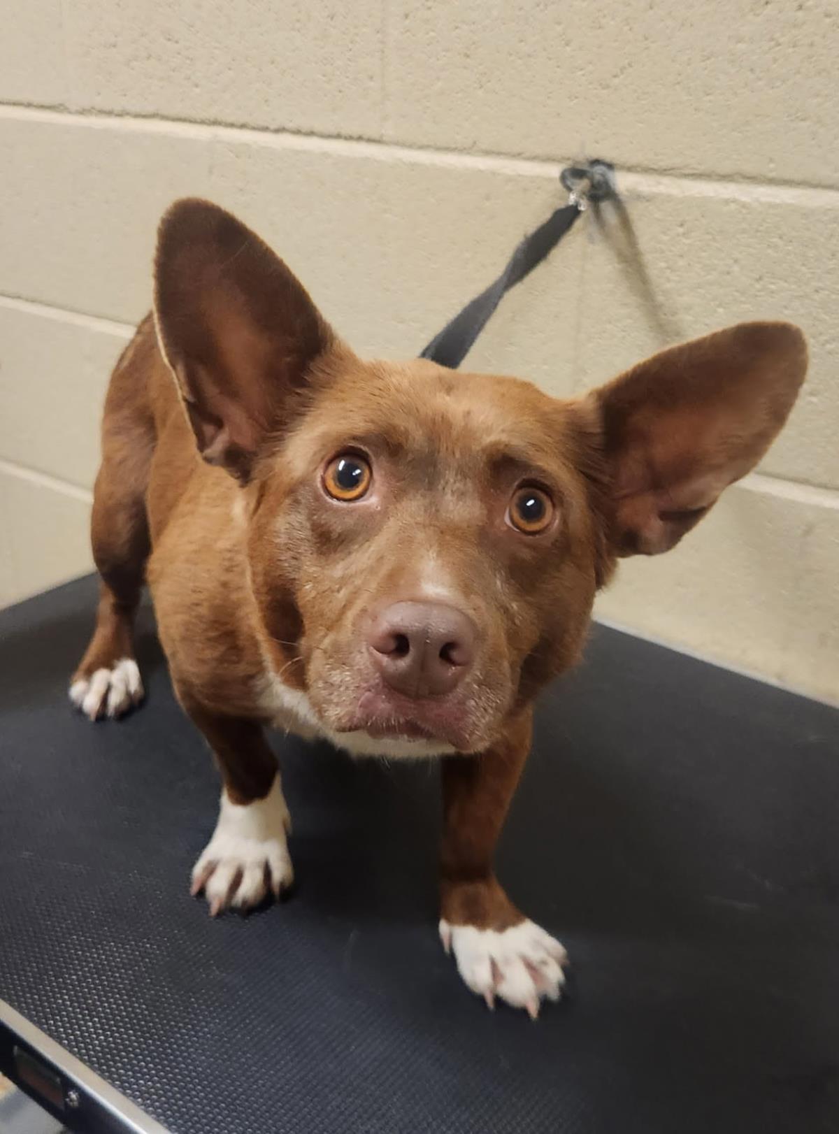 Shorty #25111-D: Female Dog
