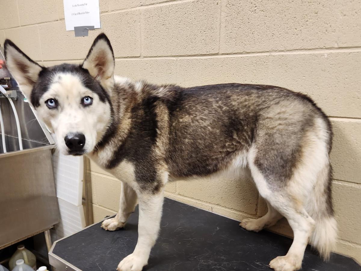 Nova #25363-D: Female Dog