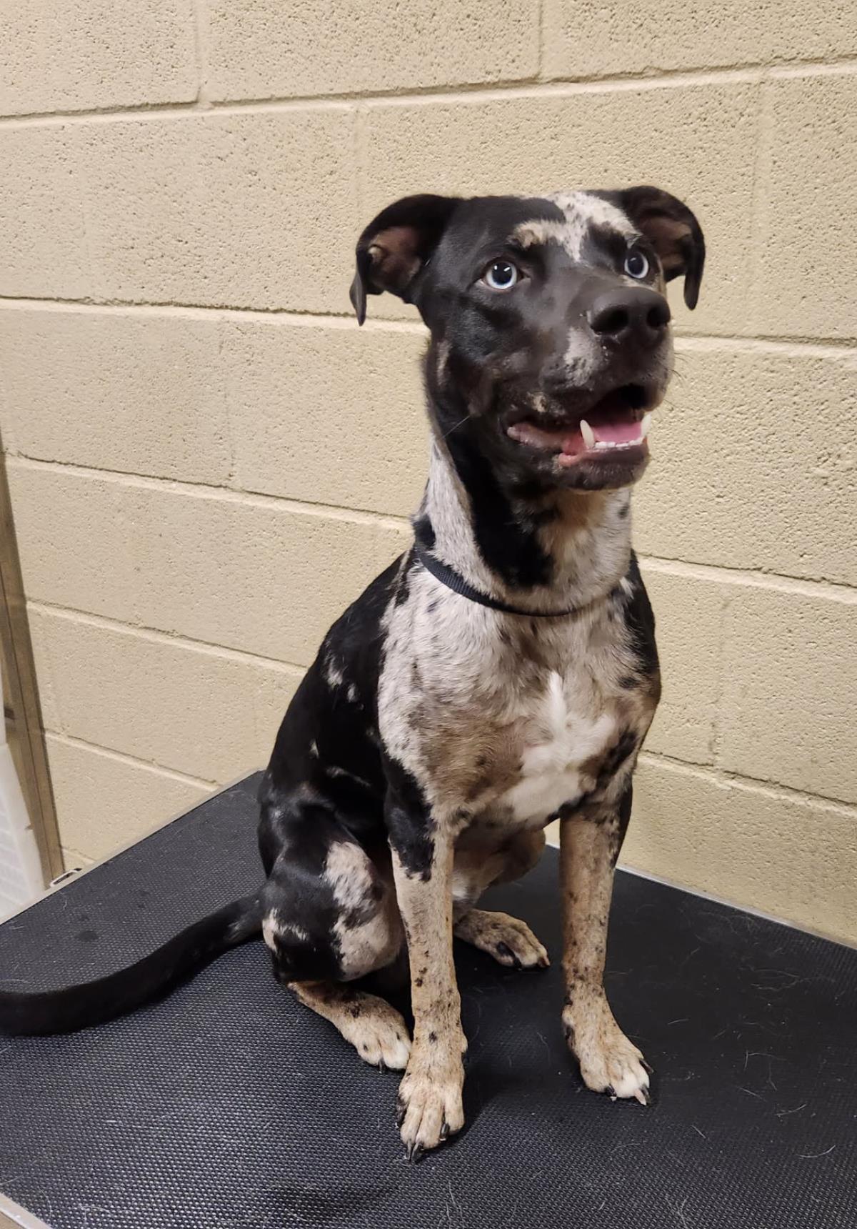 Cookie #25310-D: Male Dog