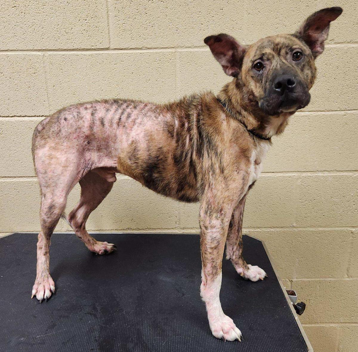 Teddy #25233-D: Male Dog