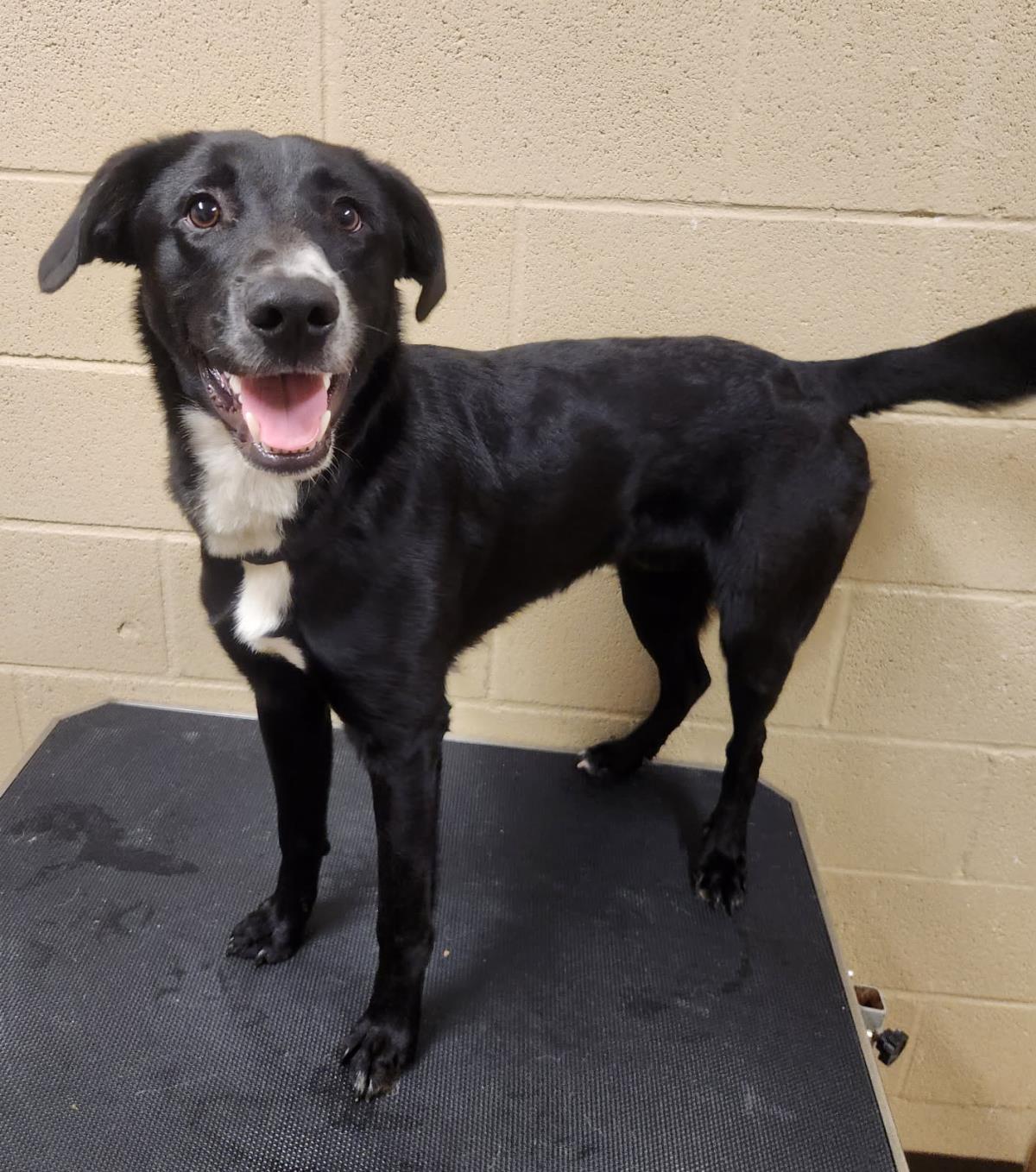 Jack #25209-D: Male Dog