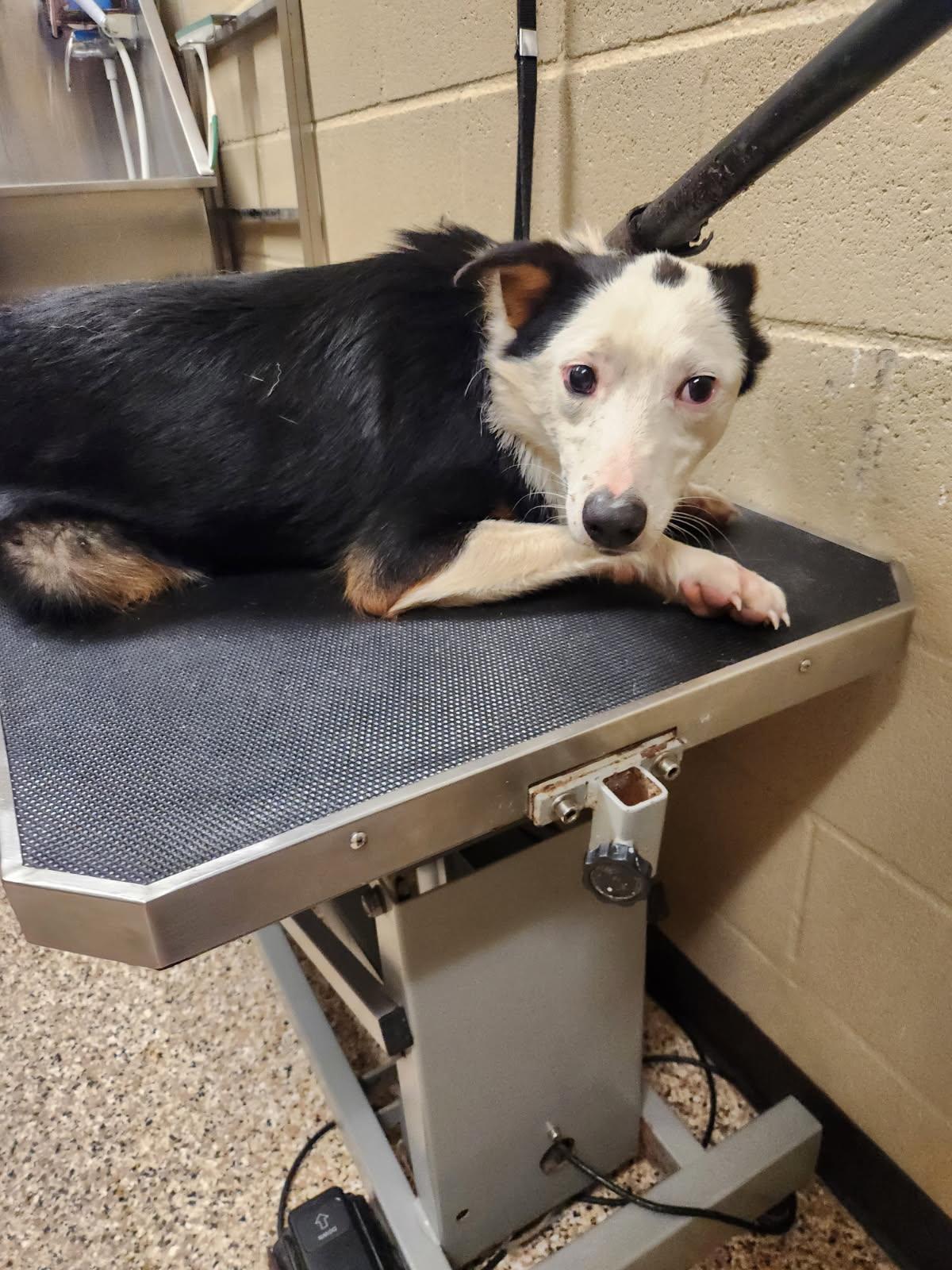 Scooter #25226-D: Male Dog