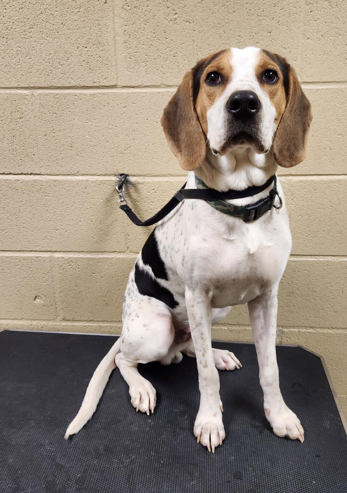 Opie #25358-D: Male Dog