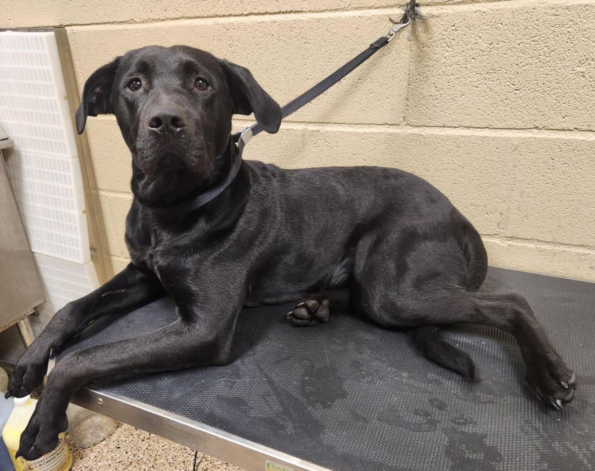 Midnight #25355-D: Male Dog