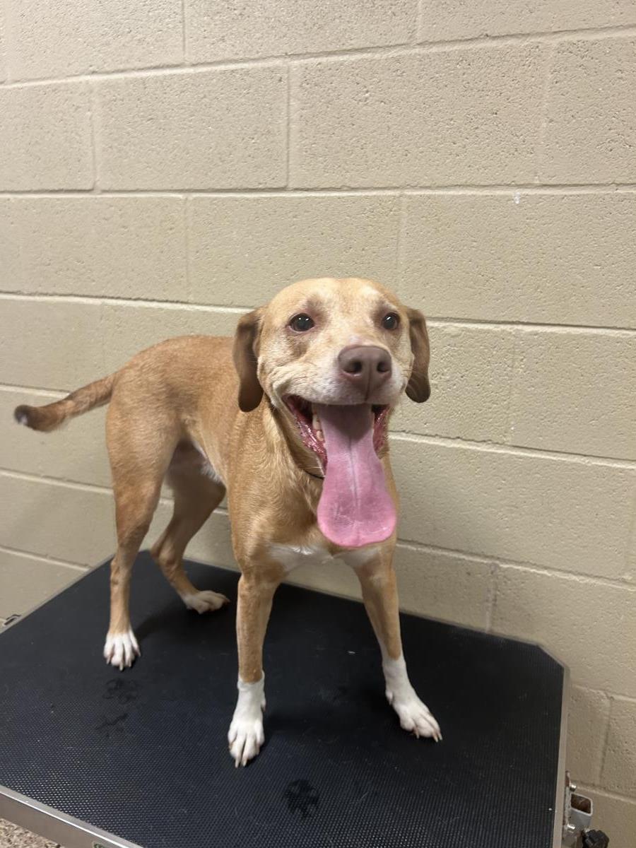 Maple #25203-D: Female Dog