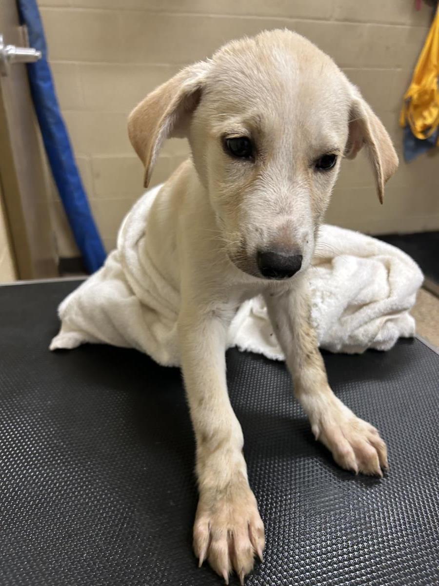 Lexus #25196-D: Female Dog