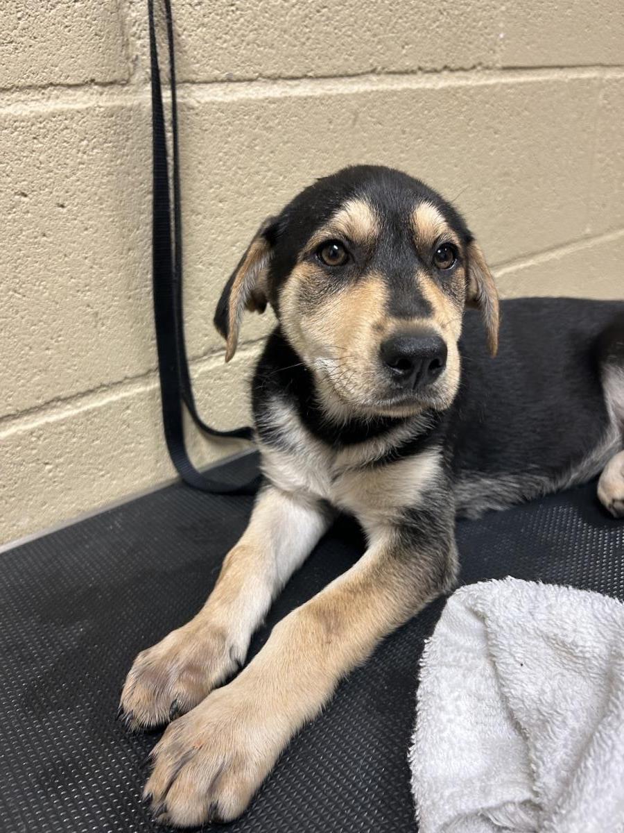 Porsche #25192-D: Female Dog