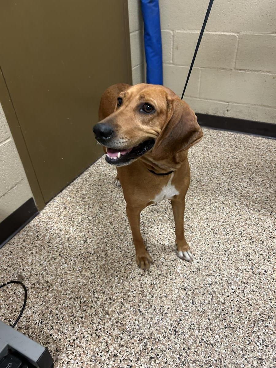 Little Ann #25290-D: Female Dog